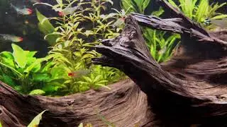 Aquarium fish/аквариумные рыбы/коряга