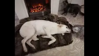 Девочка Надюша.Я теперь любимая,я теперь домашняя...))!