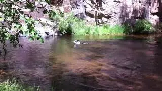 Meus - Beaver Creek - Stick run