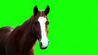 HORSE GREEN SCREEN SINGLE + GROUPS 
