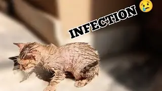 My Cat is Infected 😢😢