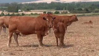 Anak cow