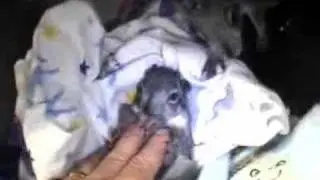 nothing cuter than a baby squirrel!