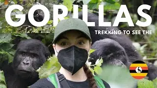 GORILLAS IN UGANDA - ONCE IN A LIFETIME EXPERIENCE