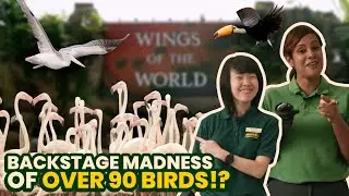 MandaiMonthly: Backstage madness of coordinating 90+ birds on stage!