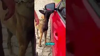 This test shows the true power of a scent dog!
