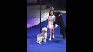 Arina Ermakova - Kutyaszám / Dog act - Fővárosi Nagycirkusz - 2024 - Csillagok, égbeli tűk