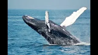 42 Eng-Rus Moby-Dick
