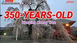 THE 350-YEARS-OLD WEEPING CHERRY TREE || CHERRY BLOSSOMS  IN JAPAN @sakuralakwachera9382