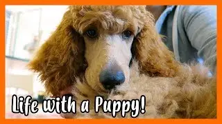 NEW SHORT HAIR & A DAY WITH ODIN!