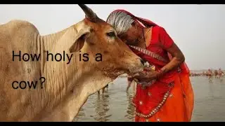 Cow| cow is mother| cow is worship| cow in India|