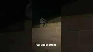Raccoons mom & kit Braveheart sharing a fleeting rare moment
