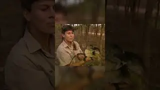 Australia's iconic lizard | Terri Flashback