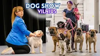 Dog Show Vilnius 2025