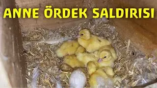 AMERİKAN ÖRDEĞİ SALDIRISI!(AMERİKAN ÖRDEĞİ YAVRULARINI NASIL KORUYOR?)
