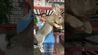 Biggest Rabbit I've ever seen 😱🐰