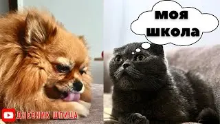 Шпиц сломался 🐾
