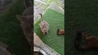 Кошка Маруся принесла добычу #кошка #кошки #кошкирулят #охота #кошечка #маруся #белка #грызуны