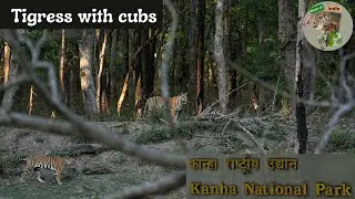 DJ tigress with cubs | Kanha National Park