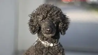 Taking Great Dog Photos - The Five Essential Tips