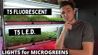 T5 Fluorescent vs LED Grow Lights — Which Is Best for Kale Microgreens?