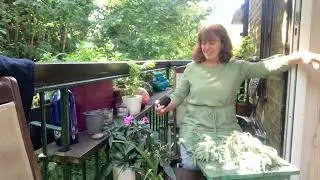 Making Sage smudges