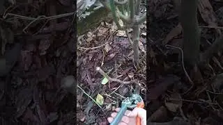 Основные правила при обрезке роз