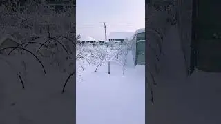 Как зимуют мои саженцы в контейнерах.