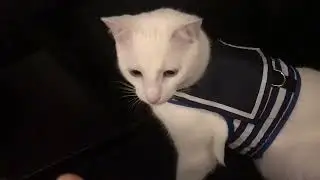 Yizhi Miaow Cat Harness Unboxing & Try On