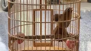 HỌA MI XÒE SIÊU MỎ / Cám Họa Mi Tuấn Mi