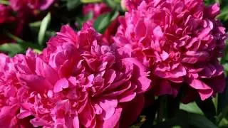 Пион Аркадий Гайдар / Peony Arkadij Gajdar. Пионы Н.С. Красновой.