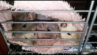 🥳 Большой выгул крыс! Последние новости! Как настроение? 😊