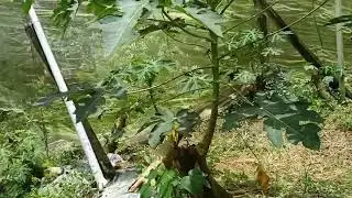 CIRI BAKAL BUAH PEPAYA BULAT|| SEBAIKNYA DI BUANG 🇹🇼🇹🇼🇹🇼