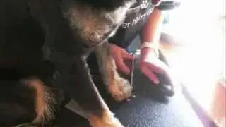 kwibus