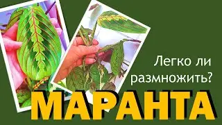 МАРАНТА: размножение черенкованием