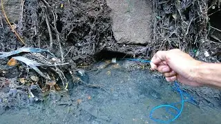 Jantung Berdebar, Perlawanan Belut Besar Tengah Kota Membuat Pancing Belut Lenyap