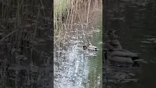 Уточки