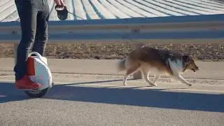 DOG WALK | GH4 | MAVIC
