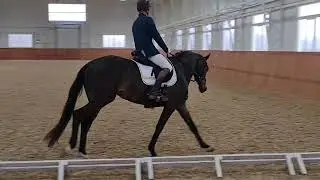 Красивая 2019 г.р., 170 см в/х