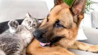 German Shepherd vs  Funny Kitten!