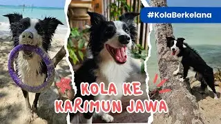 Bawa Anjing ke Karimun Jawa