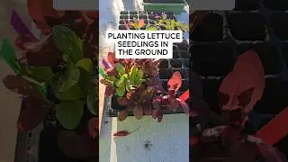 I think I over sowed. So many seedlings.  Looks like I'll be eating lots of salad.  