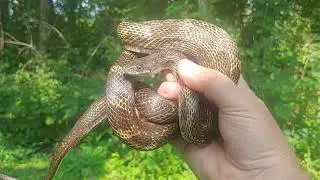 Metro Louisville rat snake from my garage rafters - July 2024