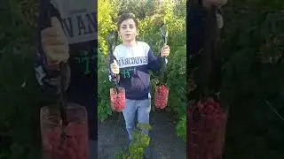 Малина в сентябре.