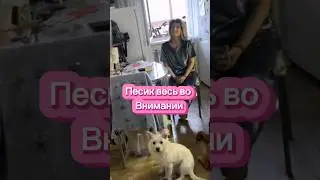 Песики тоже любят подарки😂 #подарок #presente  #happybirthday