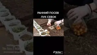ПОСАДКА ЛУК - РЕПКА
