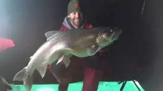 Giant Lake Superior Lake Trout