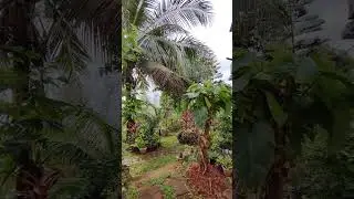 Relaxing Garden
