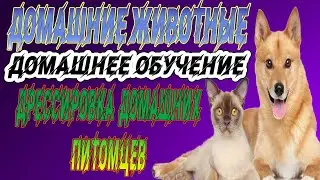 Домашние животные. Домашнее обучение дрессировка. Советы для кошек.