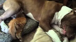 Kitten nursing pitbull